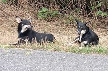 SAMUEL, Hund, Mischlingshund in Slowakische Republik - Bild 8