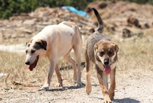 IRO, Hund, Mischlingshund in Selm - Bild 10