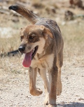 IRO, Hund, Mischlingshund in Selm - Bild 11