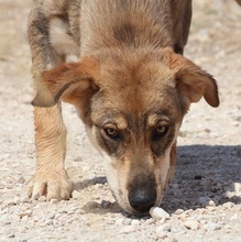 IRO, Hund, Mischlingshund in Selm - Bild 12