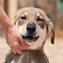 IRO, Hund, Mischlingshund in Selm - Bild 8