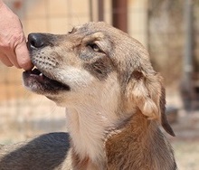 IRO, Hund, Mischlingshund in Selm - Bild 9