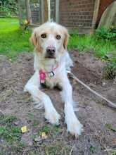 MINX, Hund, Golden Retriever-Irish Setter-Mix in Krauschwitz