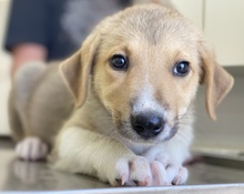 PADME, Hund, Mischlingshund in Griechenland - Bild 3