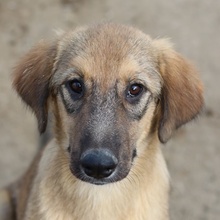 SOPHIA, Hund, Mischlingshund in Griechenland - Bild 1