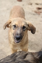 SOPHIA, Hund, Mischlingshund in Griechenland - Bild 2