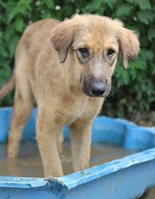 SOPHIA, Hund, Mischlingshund in Griechenland - Bild 4