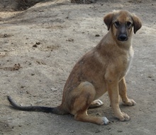 SOPHIA, Hund, Mischlingshund in Griechenland - Bild 5