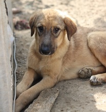 SOPHIA, Hund, Mischlingshund in Griechenland - Bild 8