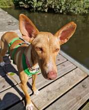 CLARA, Hund, Podenco in Hamburg