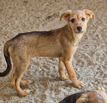 CRISTO, Hund, Mischlingshund in Rumänien - Bild 1