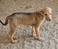 CRISTO, Hund, Mischlingshund in Rumänien - Bild 4