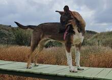 NAYLA, Hund, Deutscher Schäferhund-Mix in Spanien - Bild 4