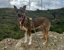 NAYLA, Hund, Deutscher Schäferhund-Mix in Spanien - Bild 5