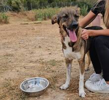 NAYLA, Hund, Deutscher Schäferhund-Mix in Spanien - Bild 6