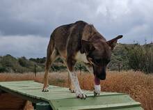 NAYLA, Hund, Deutscher Schäferhund-Mix in Spanien - Bild 7