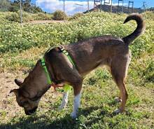 NAYLA, Hund, Deutscher Schäferhund-Mix in Spanien - Bild 9