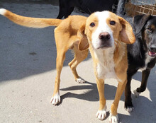 SAMI, Hund, Save Bracke-Mix in Kroatien - Bild 16