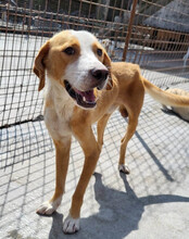 SAMI, Hund, Save Bracke-Mix in Kroatien - Bild 17