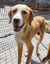 SAMI, Hund, Save Bracke-Mix in Kroatien - Bild 18