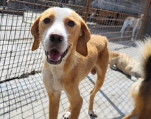 SAMI, Hund, Save Bracke-Mix in Kroatien - Bild 19