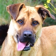 KYLIE, Hund, Boxer-Malinois-Mix in Spanien - Bild 1