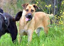 KYLIE, Hund, Boxer-Malinois-Mix in Spanien - Bild 2