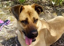 KYLIE, Hund, Boxer-Malinois-Mix in Spanien - Bild 3