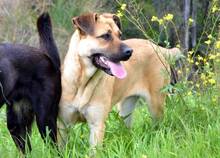 KYLIE, Hund, Boxer-Malinois-Mix in Spanien - Bild 5