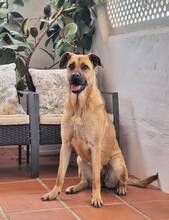 KYLIE, Hund, Boxer-Malinois-Mix in Spanien - Bild 7