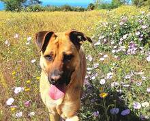 KYLIE, Hund, Boxer-Malinois-Mix in Spanien - Bild 9