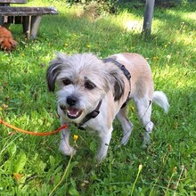 ASKAJA, Hund, Mischlingshund in Eurasburg - Bild 13