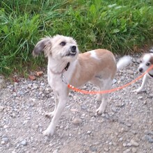 ASKAJA, Hund, Mischlingshund in Eurasburg - Bild 22