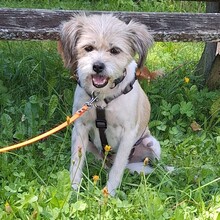 ASKAJA, Hund, Mischlingshund in Eurasburg - Bild 23