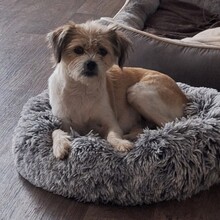 ASKAJA, Hund, Mischlingshund in Eurasburg - Bild 24
