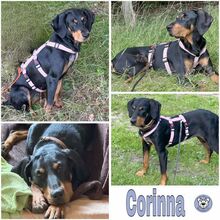 CORINNA, Hund, Mischlingshund in Arnsberg - Bild 1