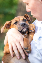 MAZSI, Hund, Mischlingshund in Ungarn - Bild 2