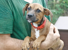 MAZSI, Hund, Mischlingshund in Ungarn - Bild 3