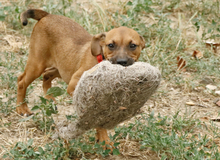 MAZSI, Hund, Mischlingshund in Ungarn - Bild 5