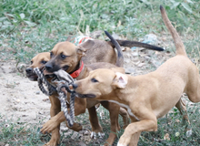 MAZSI, Hund, Mischlingshund in Ungarn - Bild 6