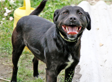 NEGRO, Hund, Mischlingshund in Ungarn - Bild 1