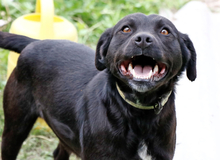 NEGRO, Hund, Mischlingshund in Ungarn - Bild 2