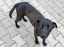 MRNERO, Hund, Mischlingshund in Ungarn - Bild 2