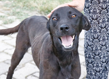 MRNERO, Hund, Mischlingshund in Andechs