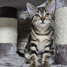 ISABEL, Katze, Europäisch Kurzhaar in Bulgarien - Bild 4