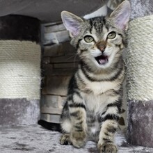 ISABEL, Katze, Europäisch Kurzhaar in Bulgarien - Bild 8