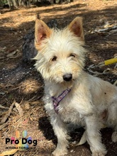 HERMINE, Hund, Mischlingshund in Seevetal