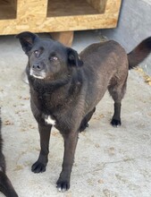 MANILA, Hund, Deutscher Schäferhund-Mix in Rumänien - Bild 1