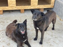 MANILA, Hund, Deutscher Schäferhund-Mix in Rumänien - Bild 2