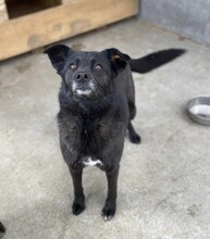 MANILA, Hund, Deutscher Schäferhund-Mix in Rumänien - Bild 6